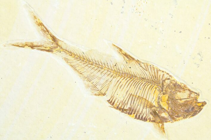 Detailed Fossil Fish (Diplomystus) - Wyoming #360747
